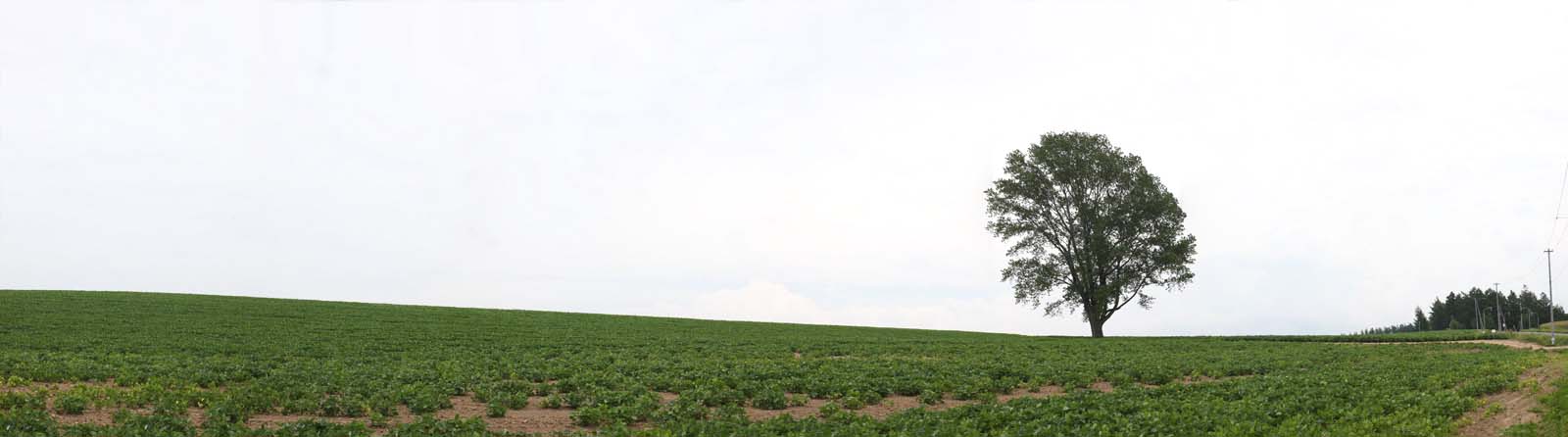 fotografia, materiale, libero il panorama, dipinga, fotografia di scorta,Un albero della filosofia, campo, albero, Il paese, scenario rurale