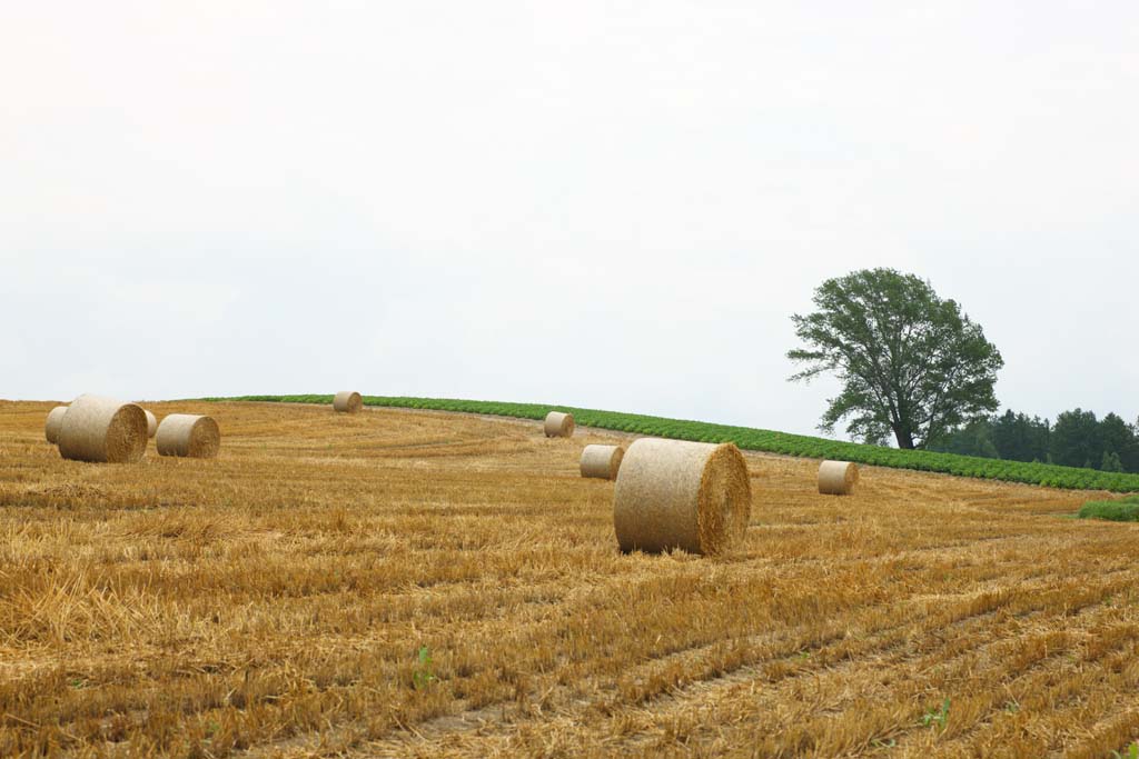 photo, la matire, libre, amnage, dcrivez, photo de la rserve,Un rouleau d'herbe, champ, rouleau d'herbe, Le pays, dcor rural