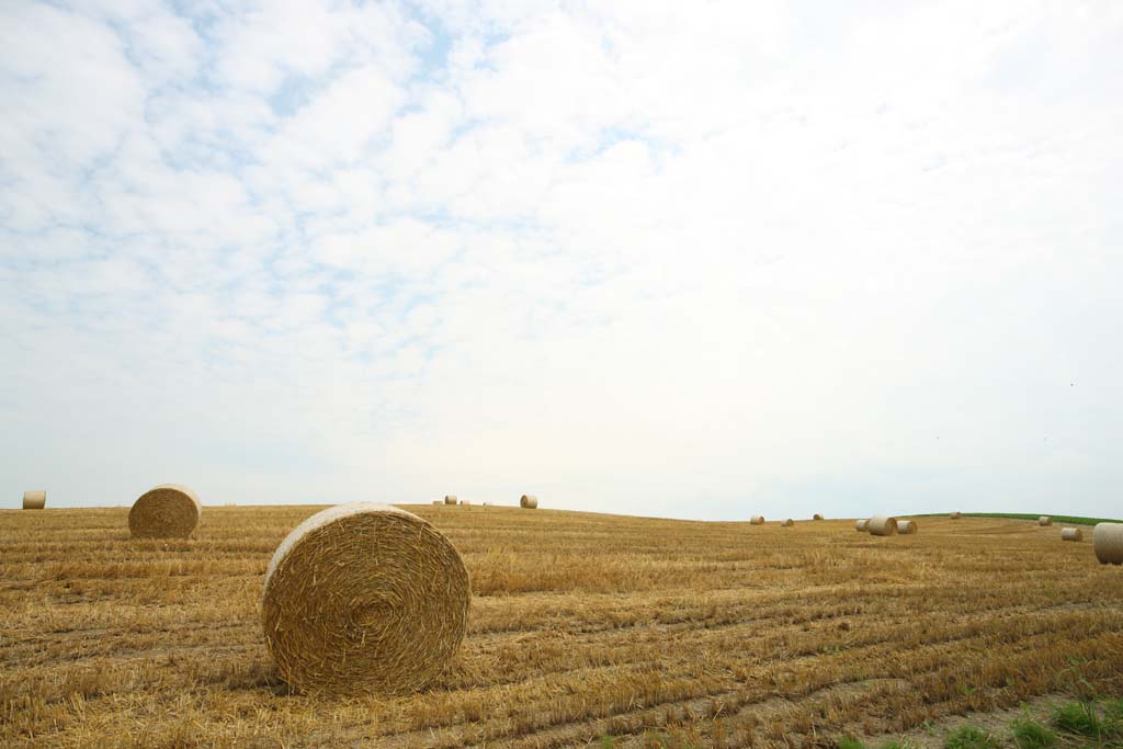 fotografia, material, livra, ajardine, imagine, proveja fotografia,Um rolo de grama, campo, rolo de grama, O pas, paisagem rural