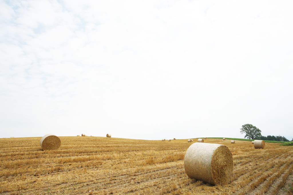 fotografia, materiale, libero il panorama, dipinga, fotografia di scorta,Un rotolo di erba, campo, rotolo di erba, Il paese, scenario rurale