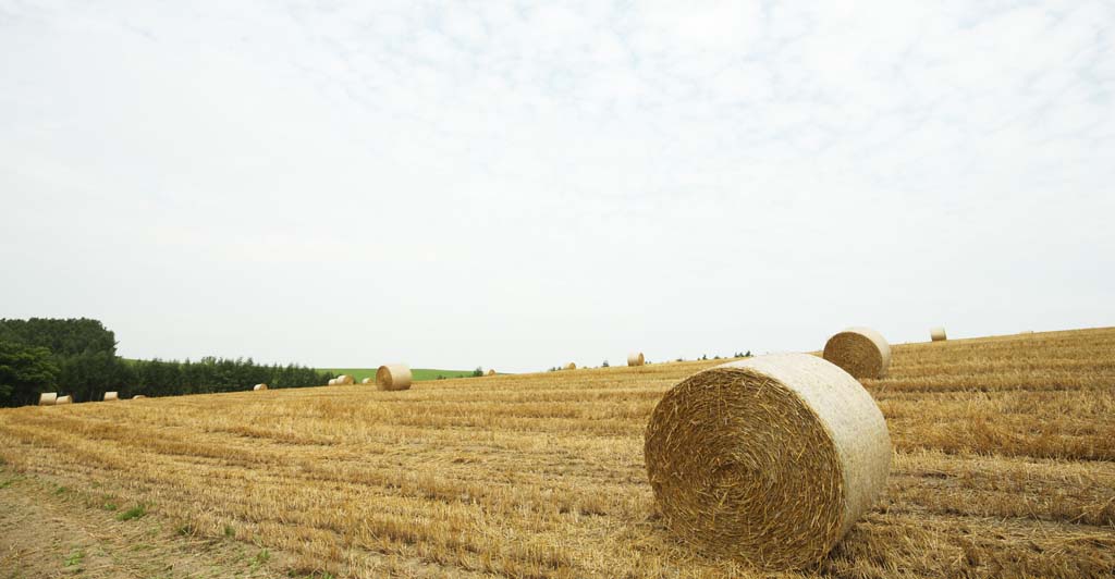 photo,material,free,landscape,picture,stock photo,Creative Commons,A grass roll, field, grass roll, The country, rural scenery