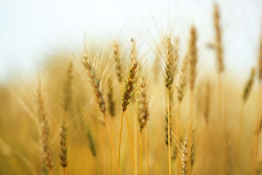 fotografia, materiale, libero il panorama, dipinga, fotografia di scorta,La stagione di raccolto di orzo, campo, Grano, Wheatear, scenario rurale