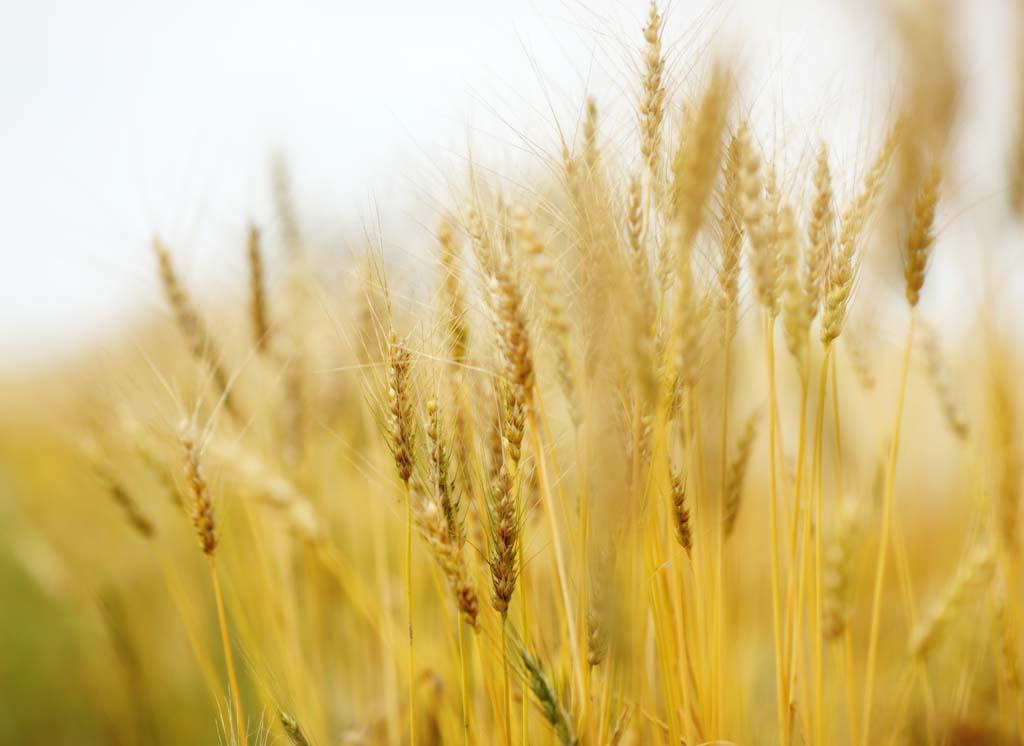 photo,material,free,landscape,picture,stock photo,Creative Commons,The barley harvest season, field, Wheat, Wheatear, rural scenery