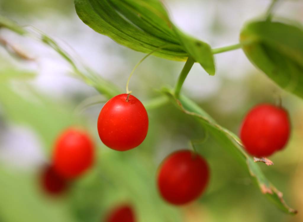 foto,tela,gratis,paisaje,fotografa,idea,Una fruta roja, Fruta, Fruta de round, Hierba salvaje, Bosque