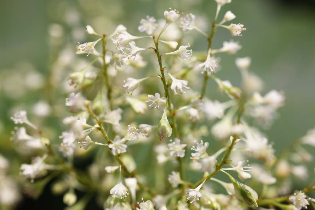 foto,tela,gratis,paisaje,fotografa,idea,Una flor blanca, Ptalo, Naturaleza, Hierba salvaje, La flor del campo