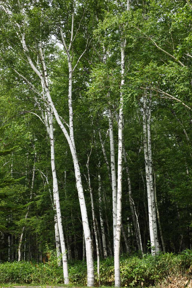 foto,tela,gratis,paisaje,fotografa,idea,Bosque de abedul blanco, , Abedul blanco, , Selva virgen