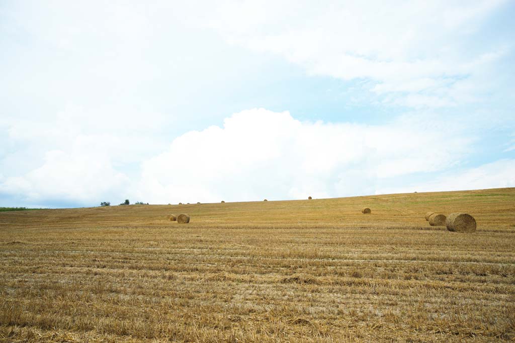 photo, la matire, libre, amnage, dcrivez, photo de la rserve,Un rouleau d'herbe, champ, rouleau d'herbe, Le pays, dcor rural