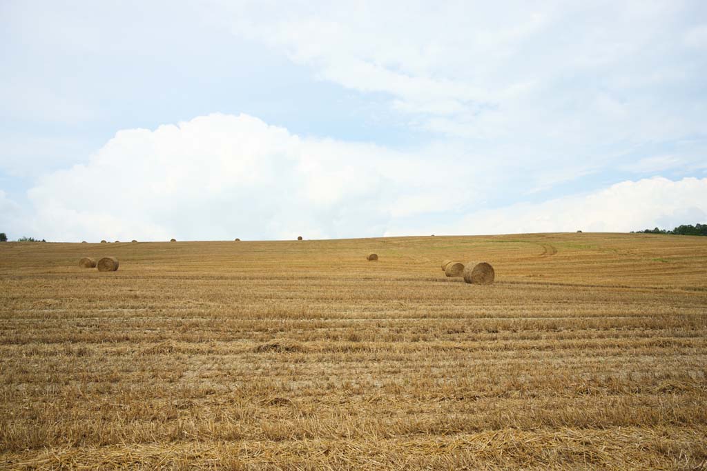 fotografia, materiale, libero il panorama, dipinga, fotografia di scorta,Un rotolo di erba, campo, rotolo di erba, Il paese, scenario rurale