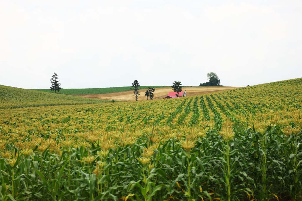 Foto, materieel, vrij, landschap, schilderstuk, bevoorraden foto,Een heuvel met een rood dak, Veld, Rood dak, Het land, Landelijk landschap