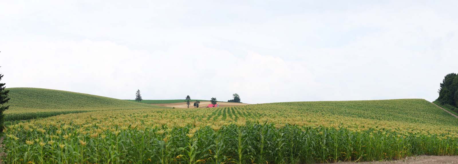 fotografia, materiale, libero il panorama, dipinga, fotografia di scorta,Una collina con un tetto rosso, campo, tetto rosso, Il paese, scenario rurale