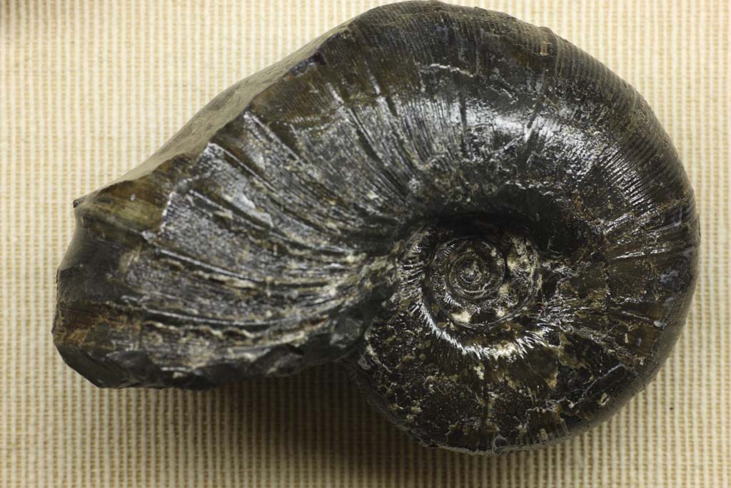 , , , , ,  .,ammonite, , ammonite,  , Amon shellfish