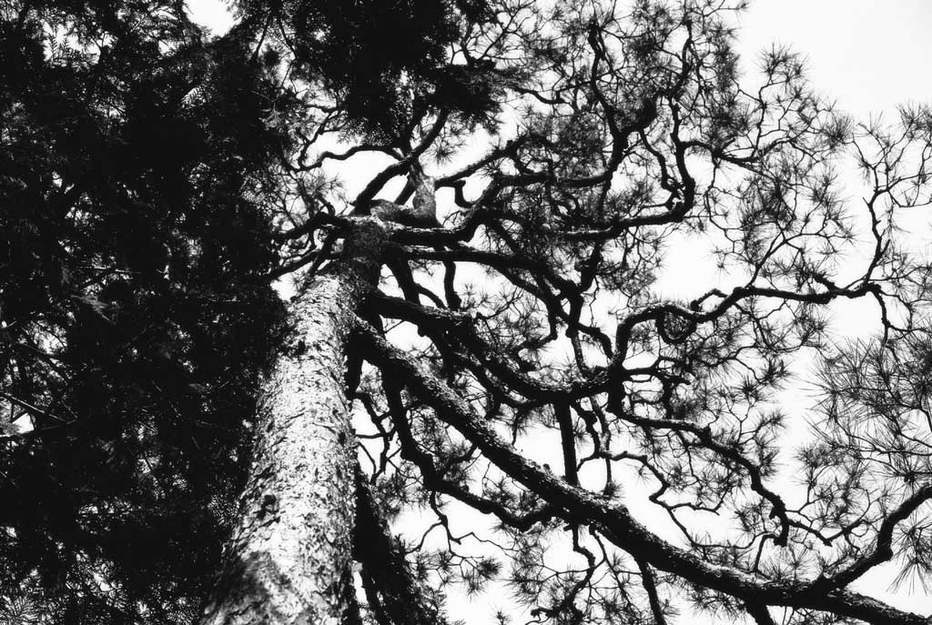 fotografia, materiale, libero il panorama, dipinga, fotografia di scorta,Rabbia silenziosa, ramo, , , 