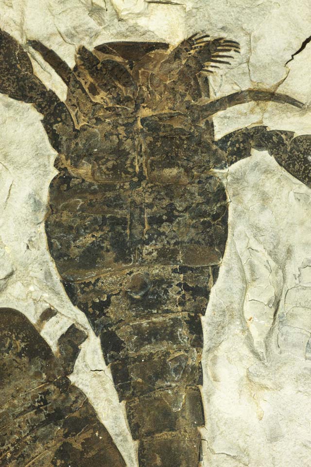 fotografia, materiale, libero il panorama, dipinga, fotografia di scorta,Un eurypterid, fossile, Arthropoda di classe, Una creatura antica, Evoluzione