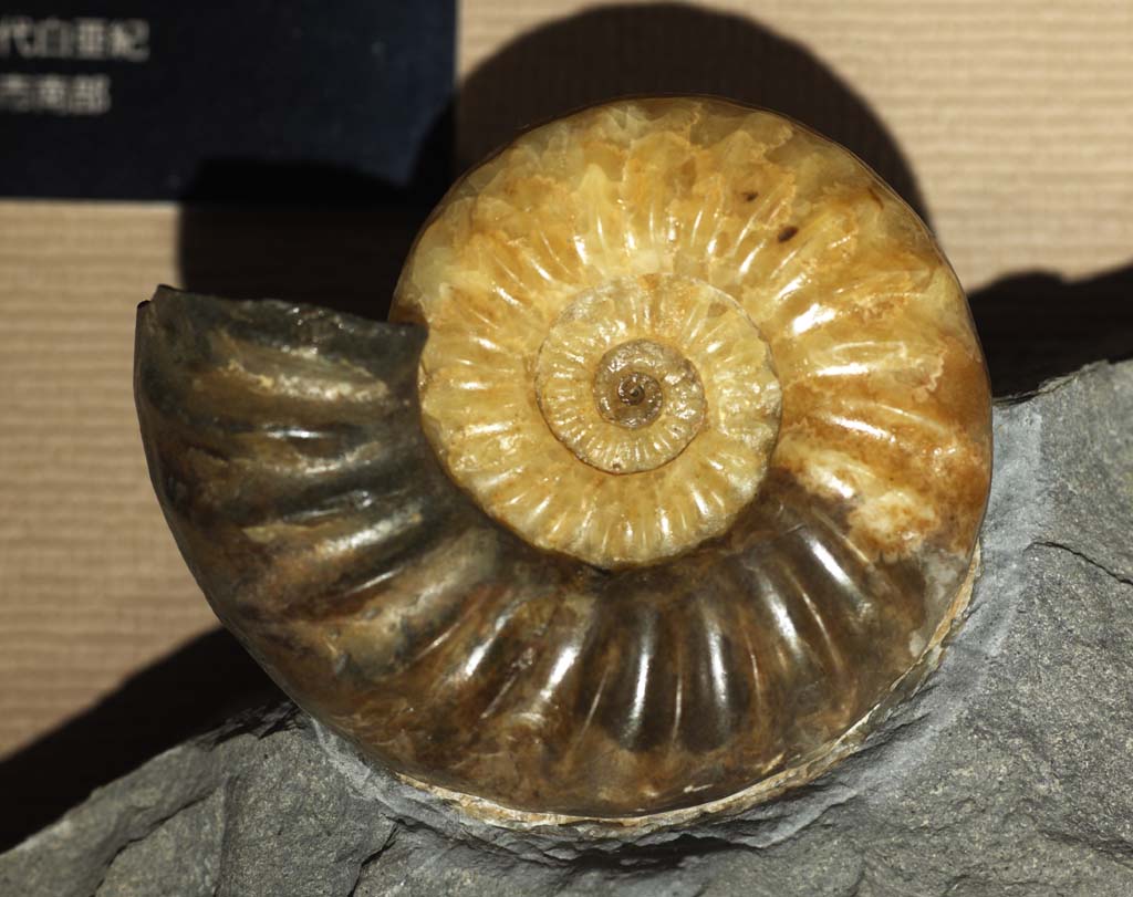 Foto, materieel, vrij, landschap, schilderstuk, bevoorraden foto,Een ammonite, Fossiel, Een ammonite, Pompoen stenig, Amon shellfish