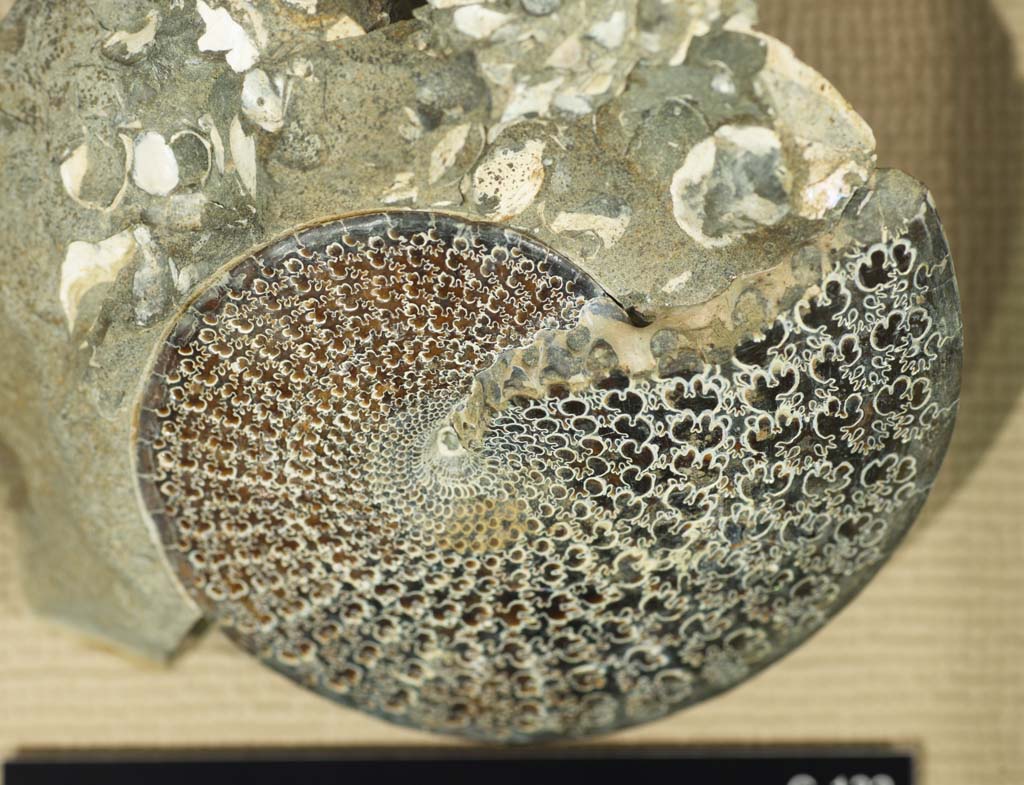 fotografia, materiale, libero il panorama, dipinga, fotografia di scorta,Un ammonite, fossile, Un ammonite, pietra di zucca, Mollusco di Amon