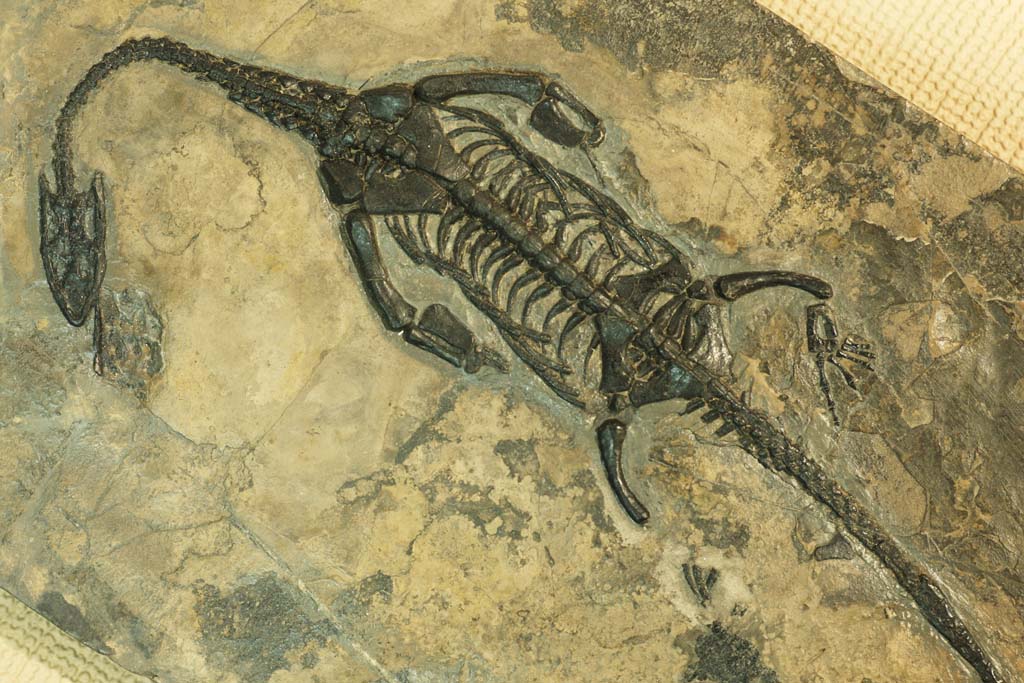 fotografia, materiale, libero il panorama, dipinga, fotografia di scorta,Il fossile del dinosauro, fossile, dinosauro, Una creatura antica, Evoluzione