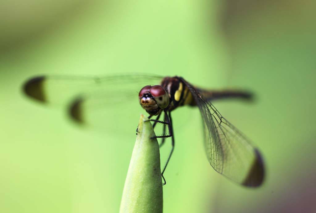 Foto, materieel, vrij, landschap, schilderstuk, bevoorraden foto,Een libelle, Libelle, , Veren, Meng ogen