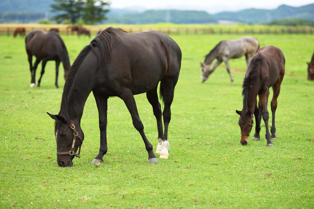 Foto, materieel, vrij, landschap, schilderstuk, bevoorraden foto,Het bestaan van ht thoroughbred, De manen, Ik het krijg, Foal, Opvoeding merrie