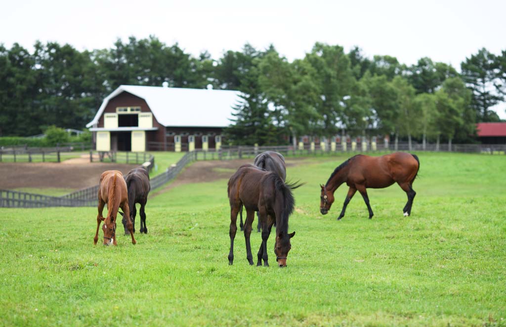 photo, la matire, libre, amnage, dcrivez, photo de la rserve,Le vivre de l'animal de race, La crinire, Je le reois, poulain, Courses de chevaux