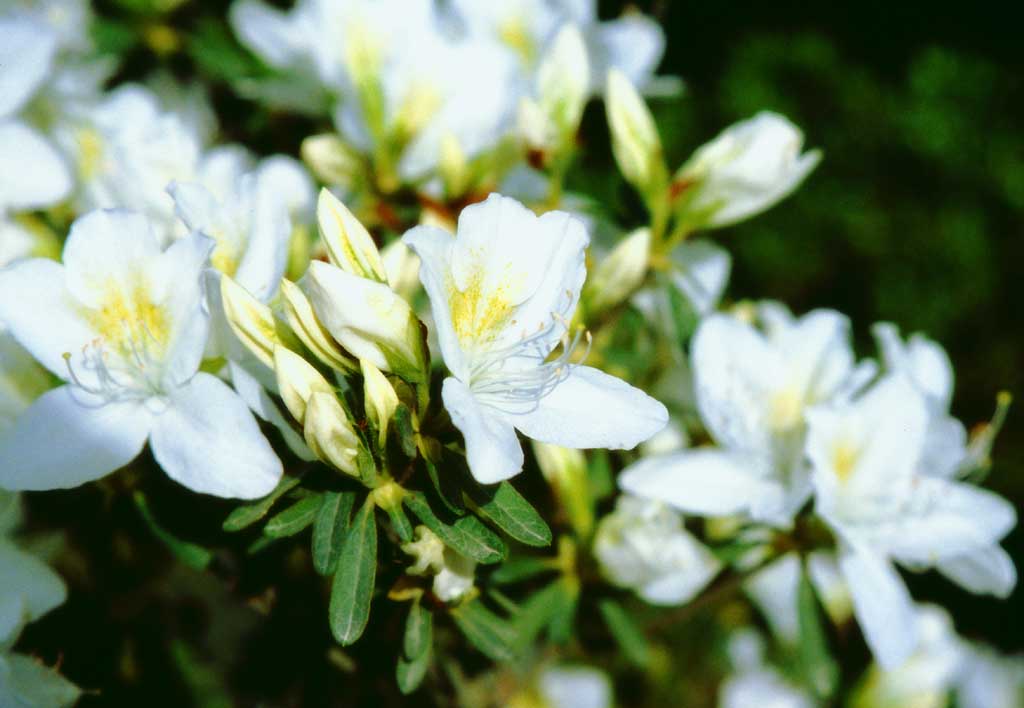 fotografia, material, livra, ajardine, imagine, proveja fotografia,Flores de azalia brancas, Ginkakuji, azalia, branco, 
