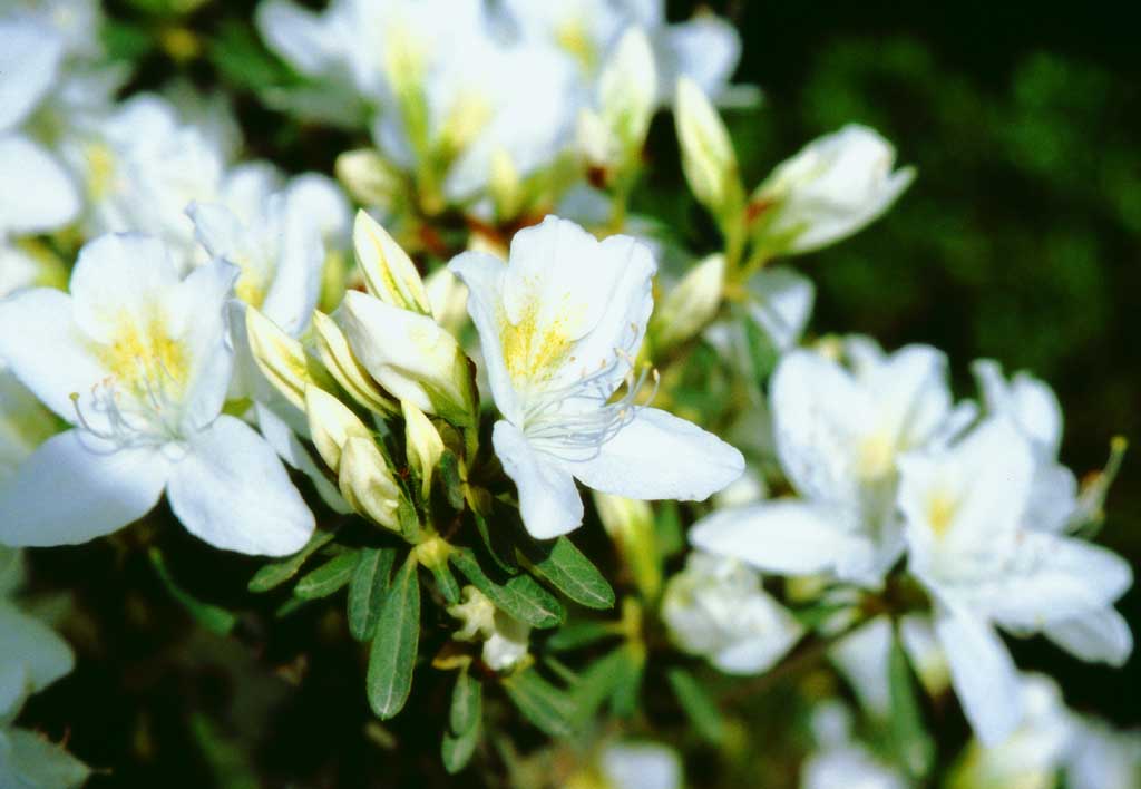 Foto, materiell, befreit, Landschaft, Bild, hat Foto auf Lager,Weie Azaleenblumen, Ginkakuji, Azalee, wei, 