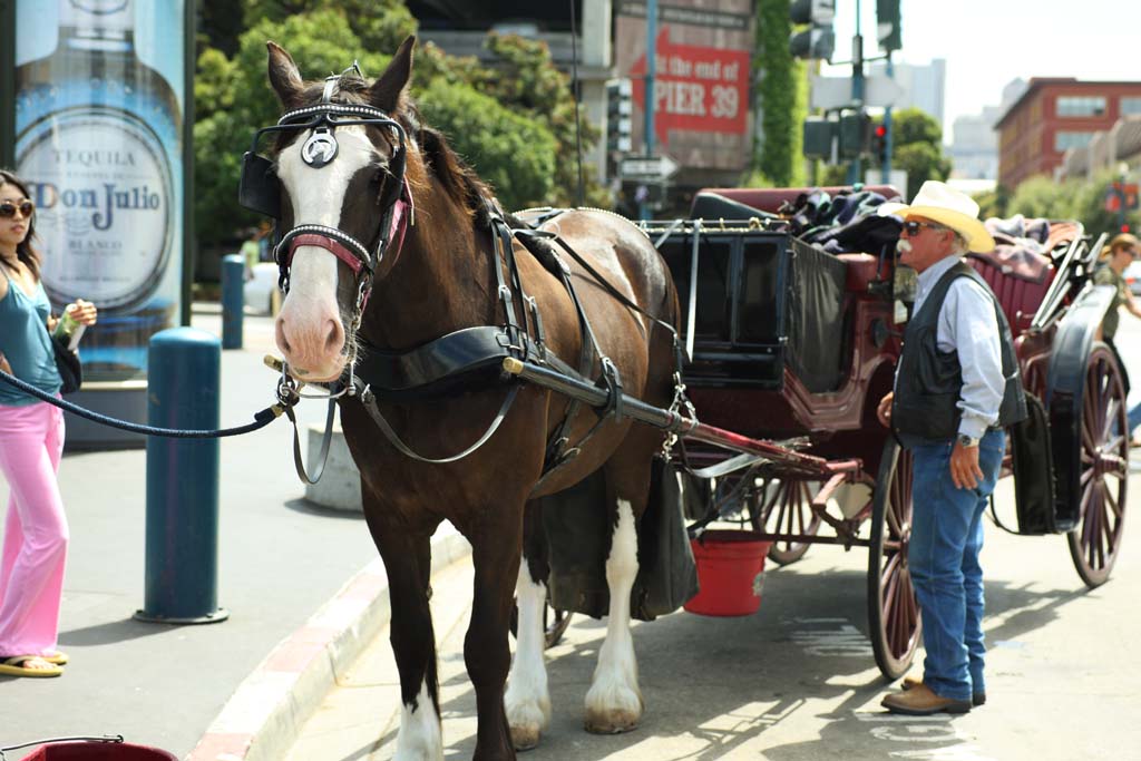 photo,material,free,landscape,picture,stock photo,Creative Commons,A carriage, horse, carriage, I am American, Sightseeing