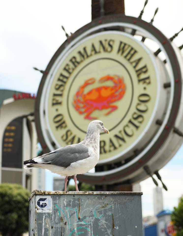 photo,material,free,landscape,picture,stock photo,Creative Commons,Fisherman's Wharf, signboard, crab, gull, Sightseeing