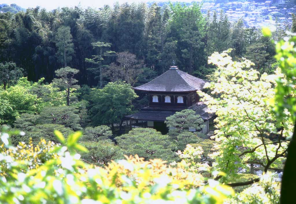 fotografia, materiale, libero il panorama, dipinga, fotografia di scorta,Ginkakuji nel legno, Ginkakuji, albero, , 