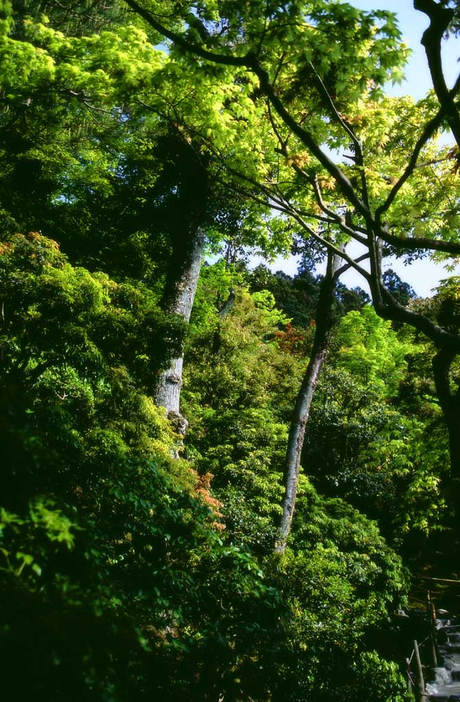 Foto, materieel, vrij, landschap, schilderstuk, bevoorraden foto,Inschrijving helder brink, Ginkakuji, Boom, , 