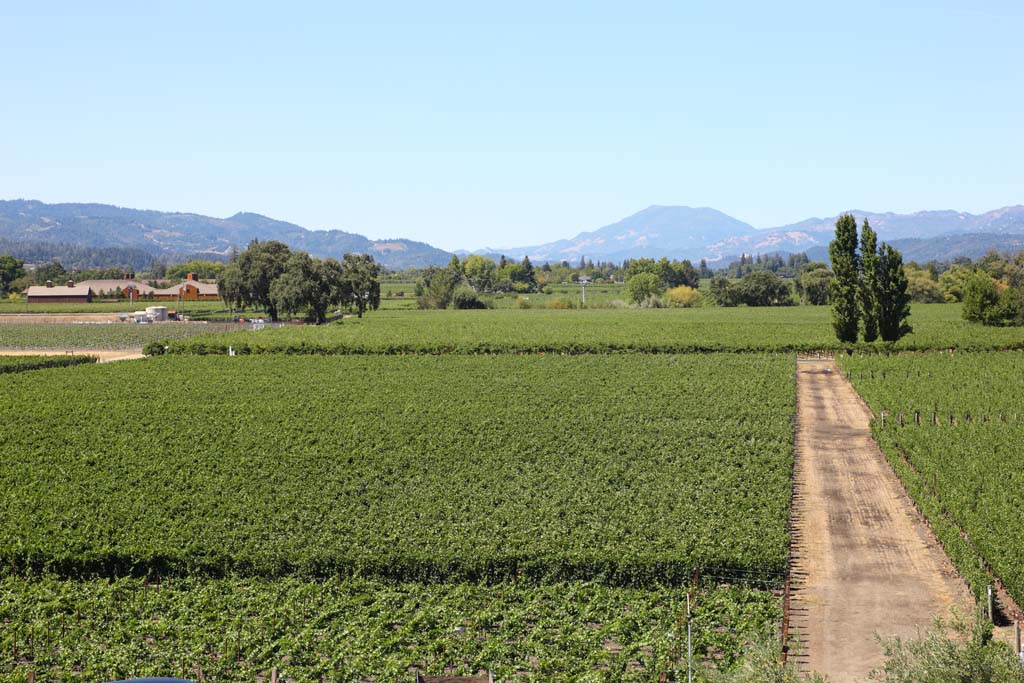 Foto, materiell, befreit, Landschaft, Bild, hat Foto auf Lager,O eine, um zu berholen, Roter Wein, Weingarten, Napa-Tal, Kalifornien-Wein