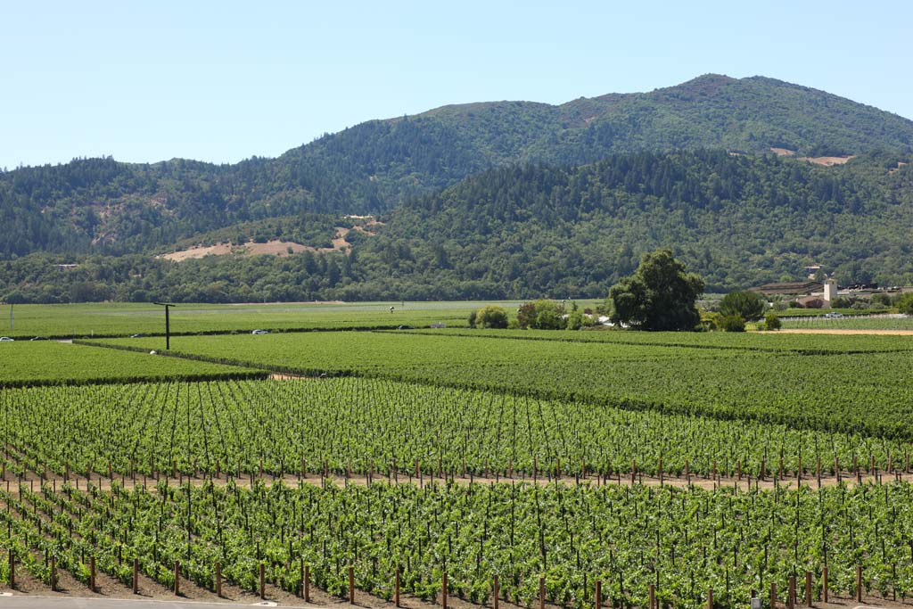 Foto, materieel, vrij, landschap, schilderstuk, bevoorraden foto,O om door te brengen, Rode cru, Wijngaard, Napa Vallei, Cru in het Californi