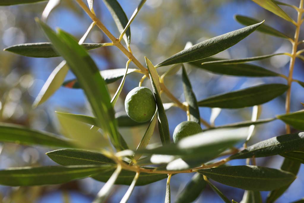 foto,tela,gratis,paisaje,fotografa,idea,Una aceituna, Una aceituna, Luz solar, Fruta, Aceite de aceituna