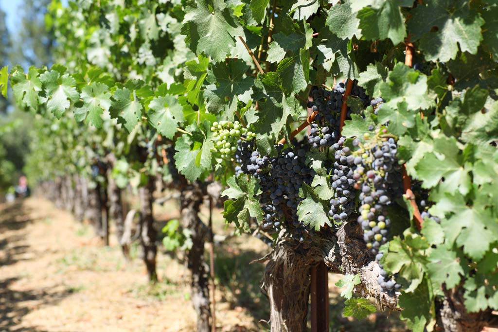 fotografia, material, livra, ajardine, imagine, proveja fotografia,Uma uva, Vinho tinto, O fabricado de bebida fermentada, Vale de Napa, Vinho de Califrnia