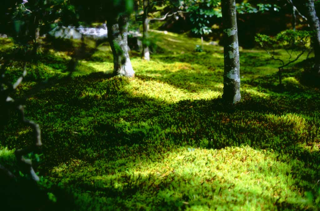 Foto, materiell, befreit, Landschaft, Bild, hat Foto auf Lager,Sonnenlicht, das auf Moos tanzt, Ginkakuji, Moos, Baum, 