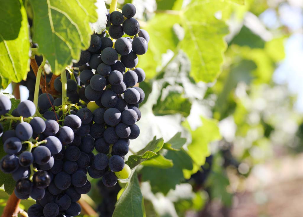 fotografia, materiale, libero il panorama, dipinga, fotografia di scorta,Un acino d'uva, Vino rosso, La fabbricazione della birra, Valle di Napa, Vino di California