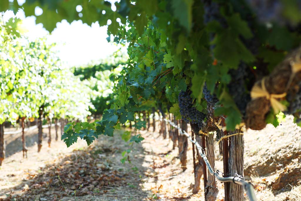 Foto, materieel, vrij, landschap, schilderstuk, bevoorraden foto,Een druif, Rode cru, Ht brewing, Napa Vallei, Cru in het Californi