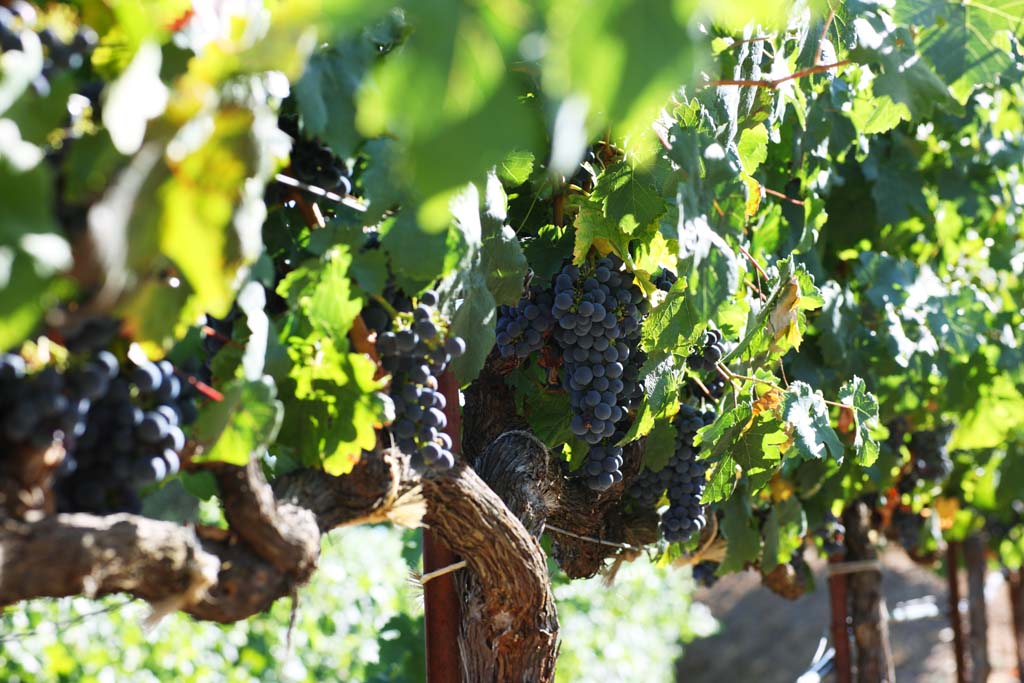 fotografia, materiale, libero il panorama, dipinga, fotografia di scorta,Un acino d'uva, Vino rosso, La fabbricazione della birra, Valle di Napa, Vino di California