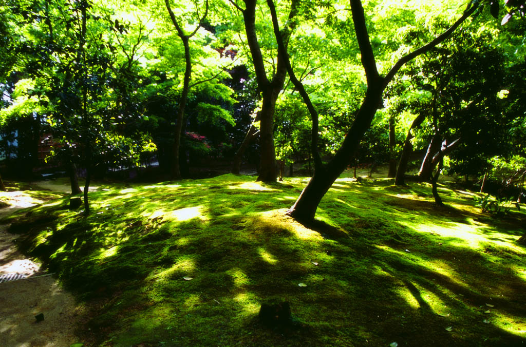 Foto, materieel, vrij, landschap, schilderstuk, bevoorraden foto,Zonnelicht door de inschrijving brink, Ginkakuji, Mos, Boom, 