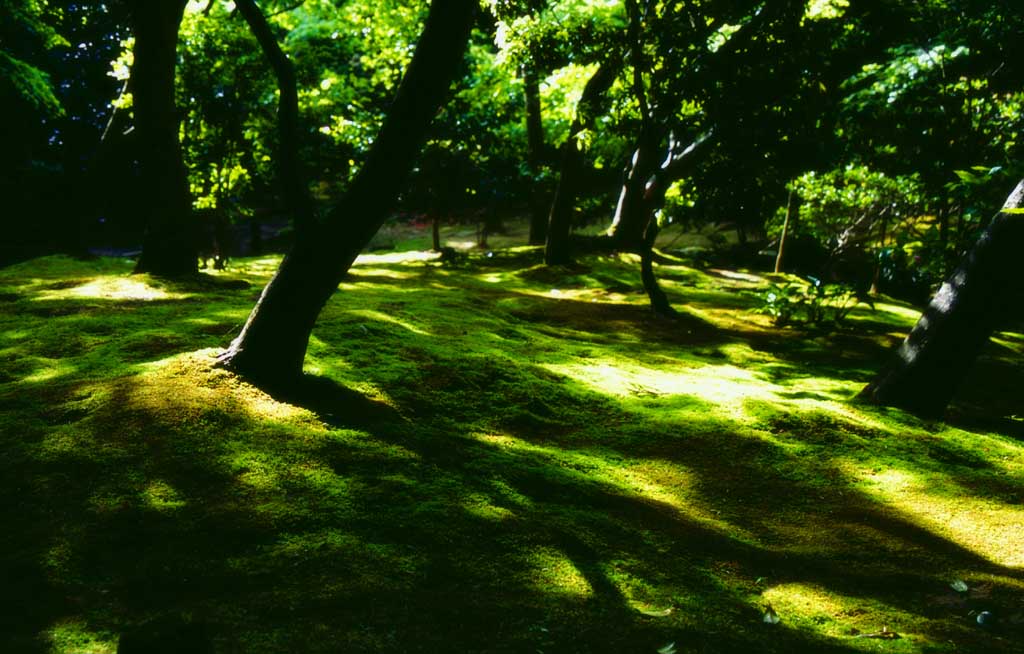 fotografia, materiale, libero il panorama, dipinga, fotografia di scorta,Luce del sole attraverso nave appoggio verde 2, Ginkakuji, muschio, albero, 