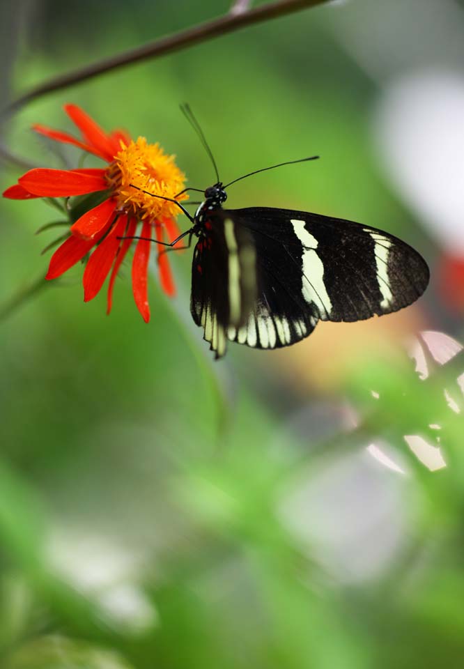 photo, la matire, libre, amnage, dcrivez, photo de la rserve,Le papillon du pays du sud, plume, antenne, papillon, 