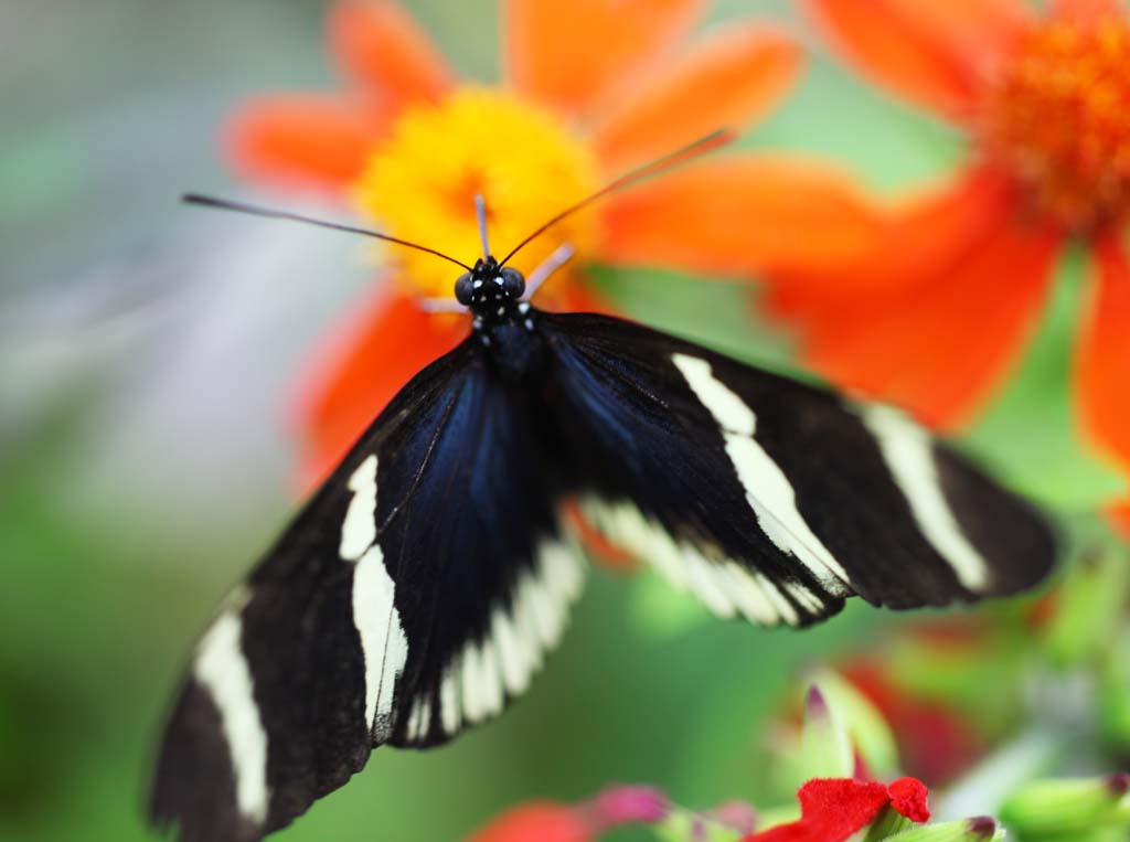 Foto, materiell, befreit, Landschaft, Bild, hat Foto auf Lager,Der Schmetterling des sdlichen Landes, Feder, Fhler, Schmetterling, 