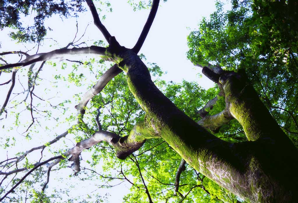 fotografia, materiale, libero il panorama, dipinga, fotografia di scorta,Tempo di un vecchio albero, muschio, ramo, , 