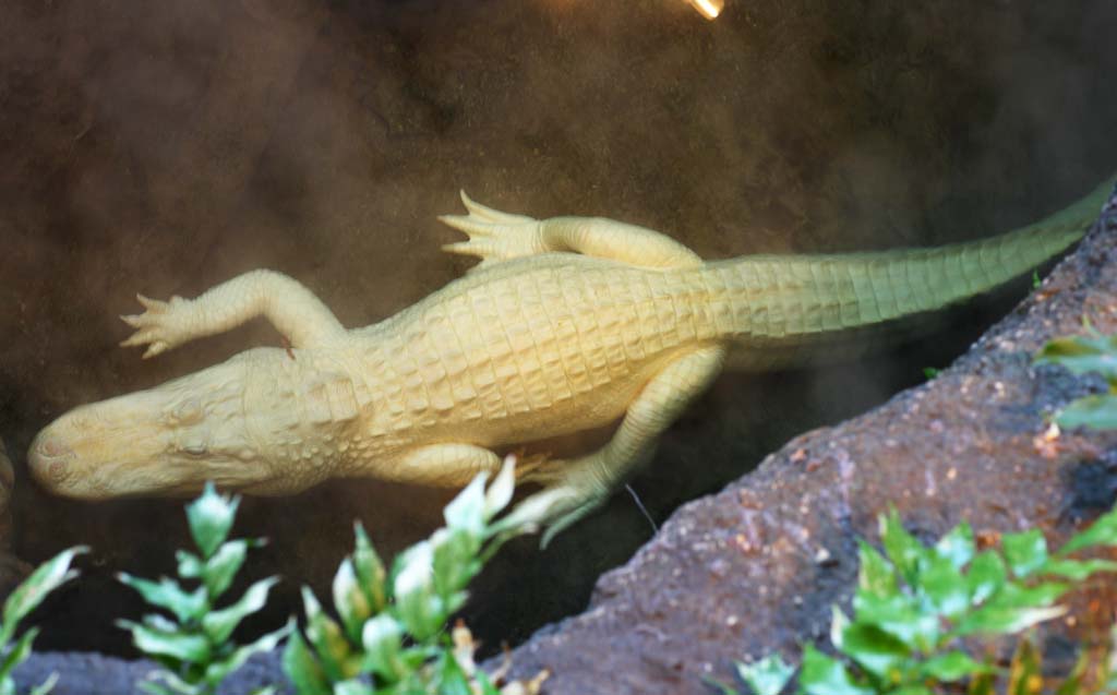 fotografia, materiale, libero il panorama, dipinga, fotografia di scorta,Un coccodrillo bianco, coccodrillo, , , Un albino