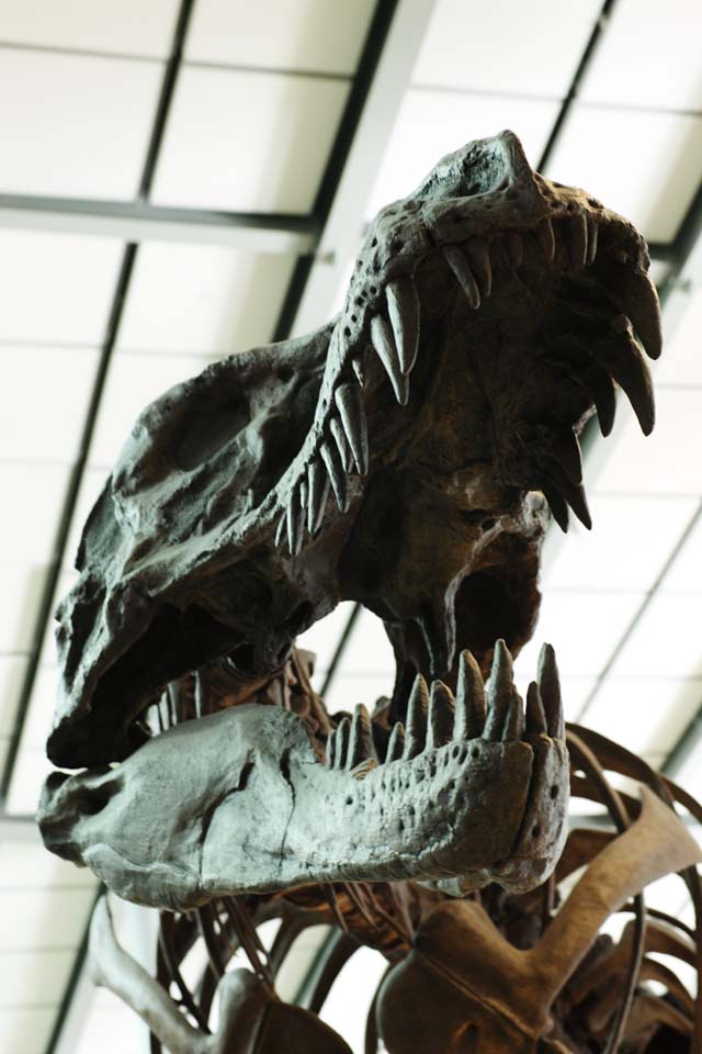 photo,material,free,landscape,picture,stock photo,Creative Commons,T-Rex, dinosaur, Tyrannosaurus, fossil, frame