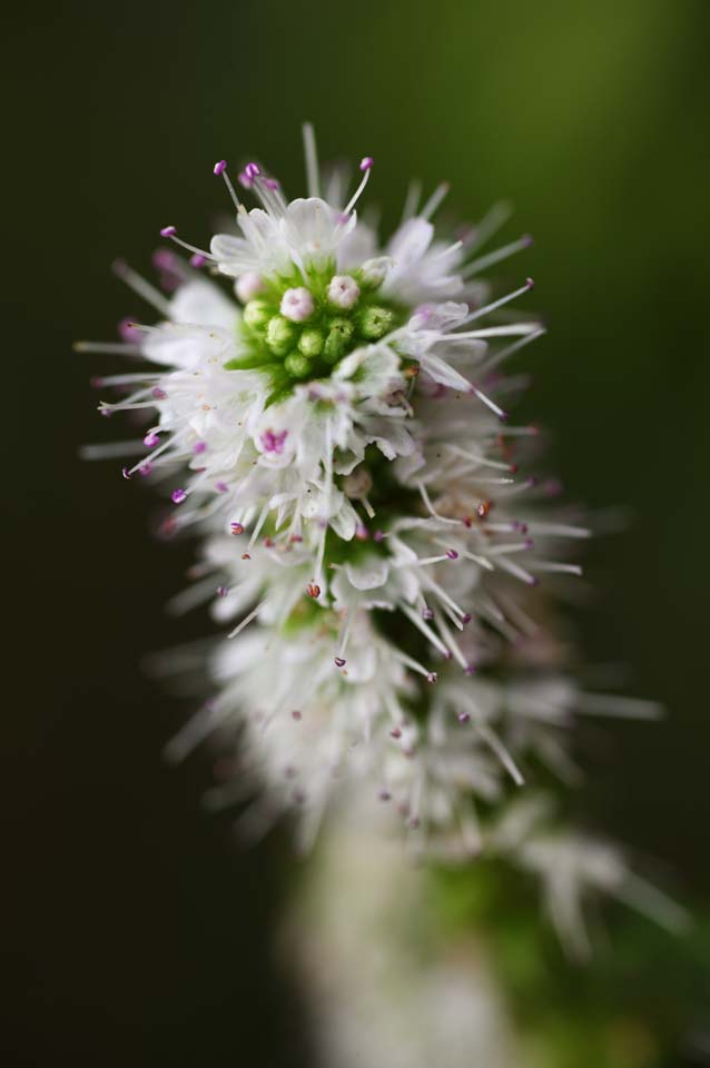 foto,tela,gratis,paisaje,fotografa,idea,La flor del caramelo de menta, Caramelo de menta, Soy bonito, Herb, Estambre