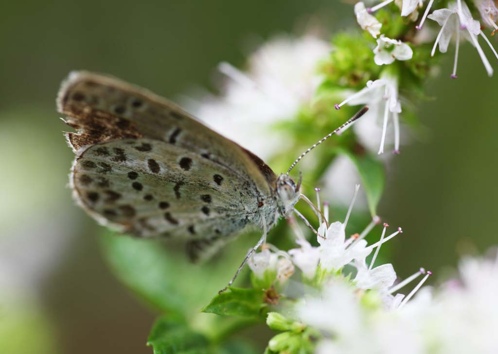 Foto, materiell, befreit, Landschaft, Bild, hat Foto auf Lager,Ein blaues, Pfefferminz, Schmetterling, Herb, 