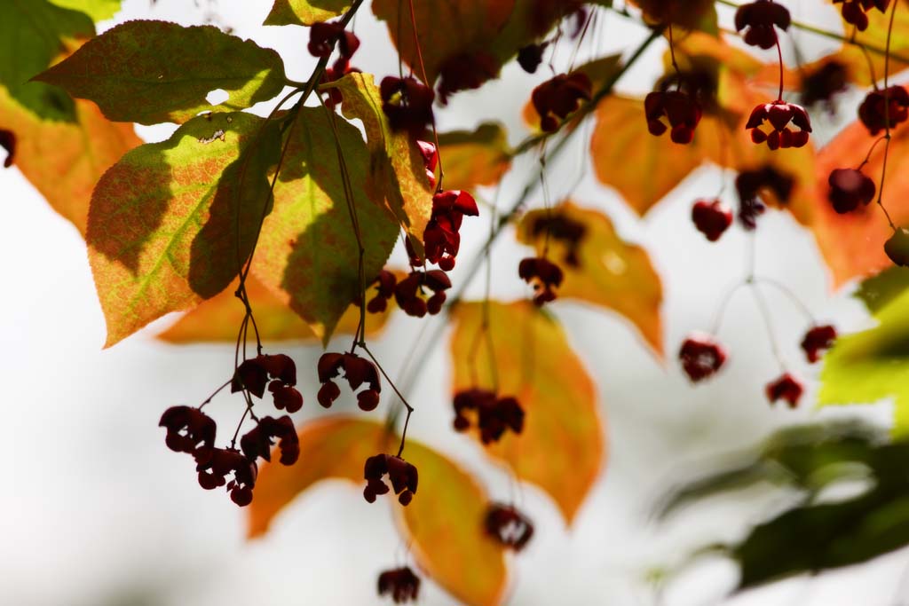 Foto, materiell, befreit, Landschaft, Bild, hat Foto auf Lager,Eine rote Frucht, Wald, Teich, Nuss, Mt. Bandai-san