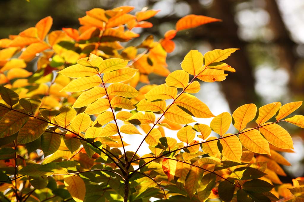 fotografia, materiale, libero il panorama, dipinga, fotografia di scorta,Laccato foglie colorate, foresta, Luce del sole, lacchi albero, Mt. Bandai-san