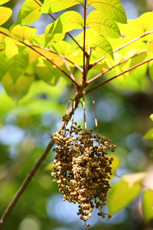 foto,tela,gratis,paisaje,fotografa,idea,Unos frutos laqueados, Bosque, Nuez, rbol de laca, Monte. Bandai - san