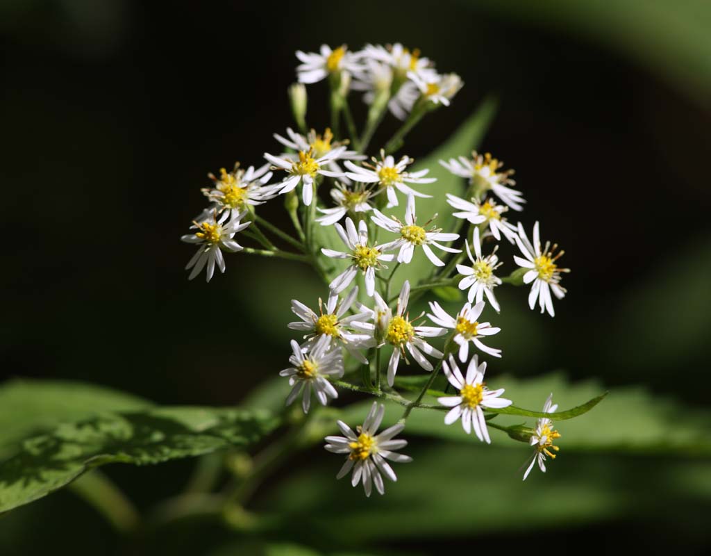 photo,material,free,landscape,picture,stock photo,Creative Commons,The flower of the forest, forest, Green, Yellow, White